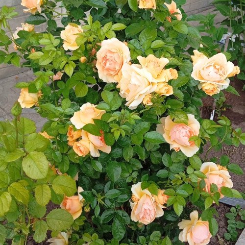 Саджанці Хансештадт Росток флорибунда. Photo 2